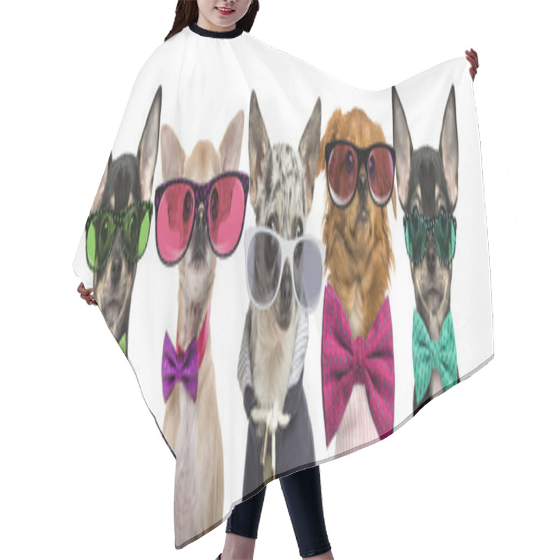 Personality  Group Of Chihuahuas Wearing Bow Ties And Glasses In Front Of A W Hair Cutting Cape