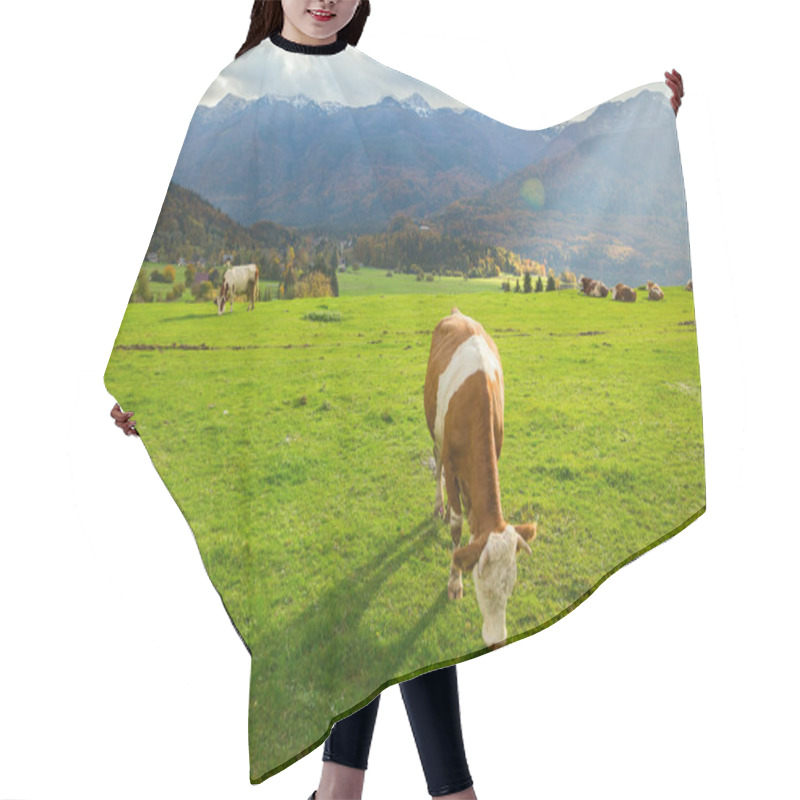 Personality  Cows Grazing In Alpine Meadows Hair Cutting Cape