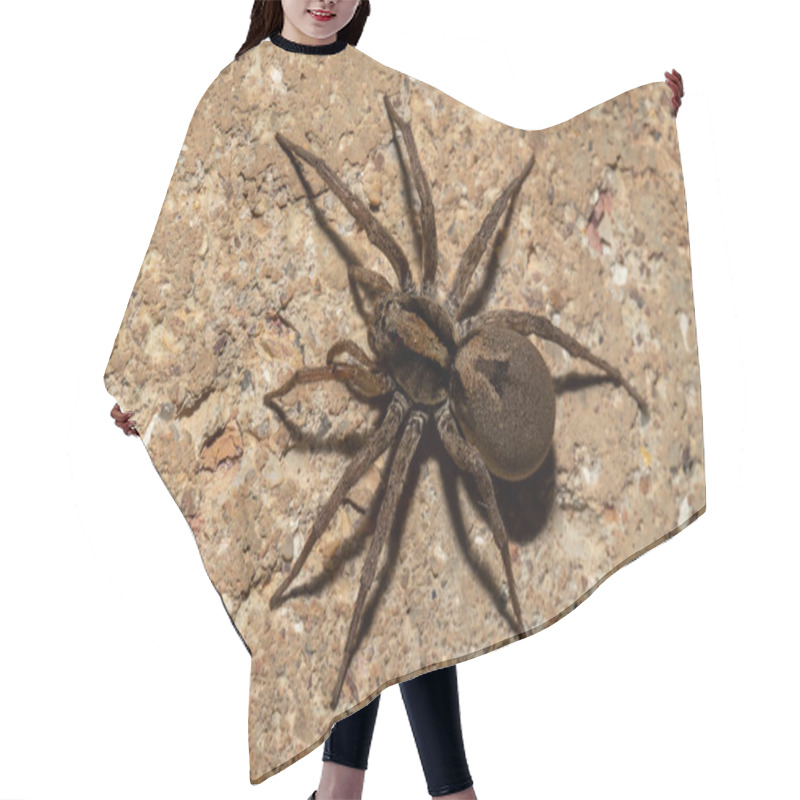 Personality  Wolf Spider Hunting On Ground Hair Cutting Cape