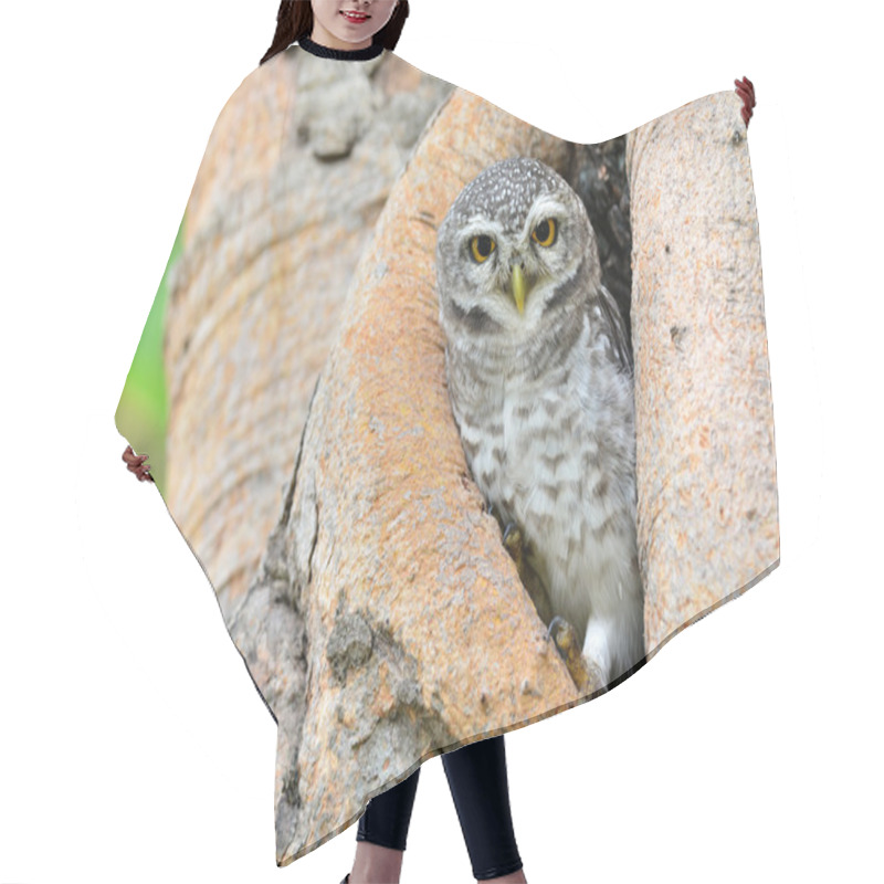 Personality  Spotted Owlet Hair Cutting Cape