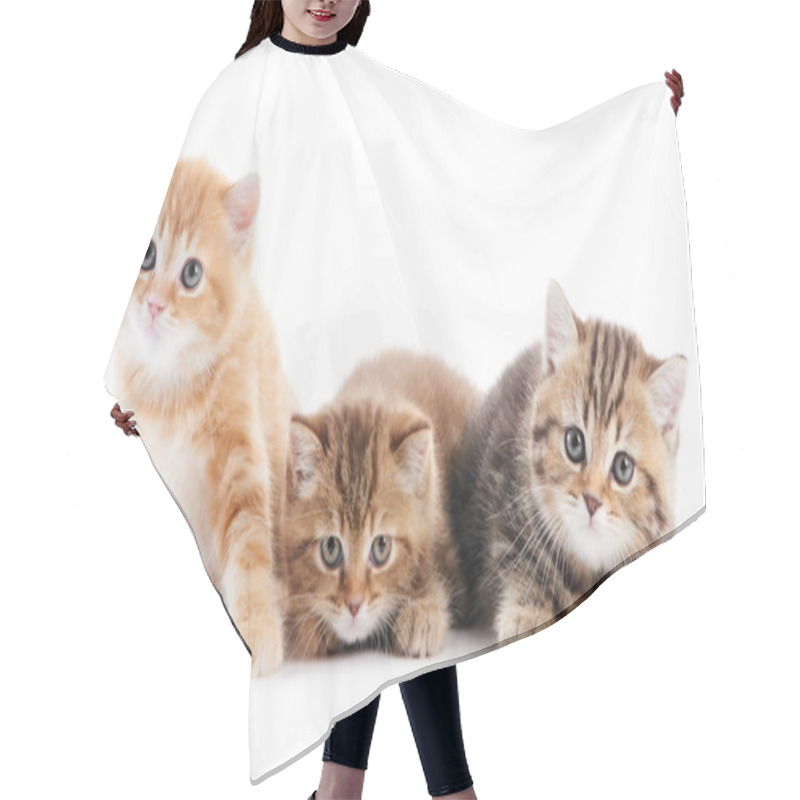 Personality  Little British Shorthair Kittens Cat Hair Cutting Cape