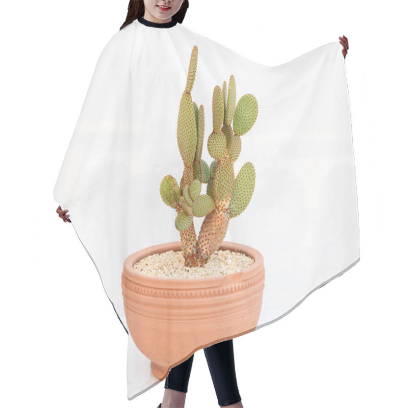 Personality  Prickly Pear Cactus In Terracotta Pot On White Isolated Background Hair Cutting Cape