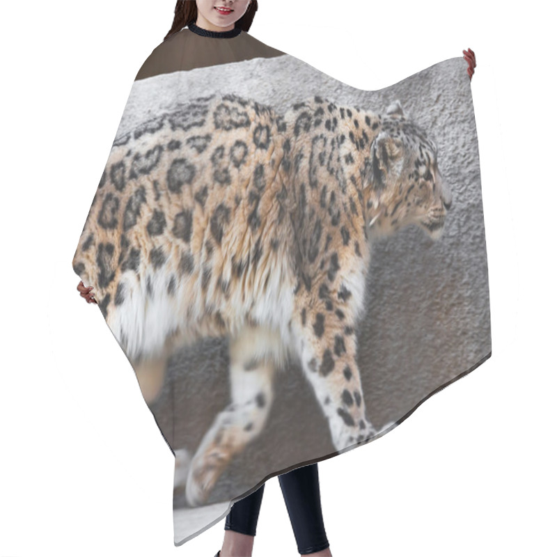 Personality  Snow Leopard Hair Cutting Cape