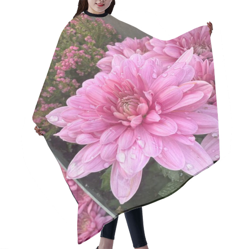 Personality  Delicate Light Pink Chrysanthemum Grandiflorum Flowers Covered In Morning Dew Droplets, Adding A Fresh And Serene Touch. Hair Cutting Cape