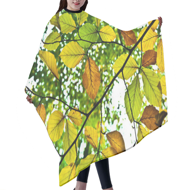 Personality  Background Group Autumn Orange Leaves Hair Cutting Cape