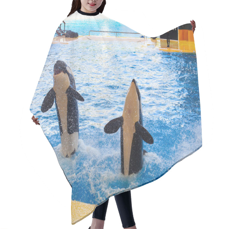 Personality  PUERTO DE LA CRUZ, TENERIFE, SPAIN - MARCH 1 , 2022: Water Shows With Killer Whales In Loro Park (Loro Parque) , Tenerife, Spain. 