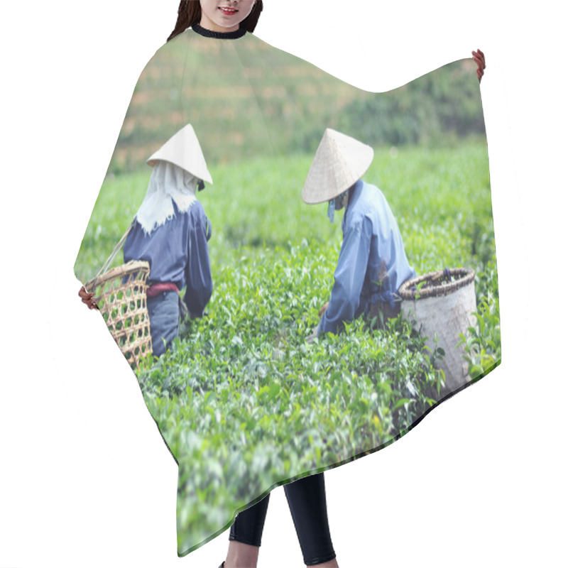 Personality  Woman Picking Tea Leaves In A Tea Plantation Vietnam Hair Cutting Cape