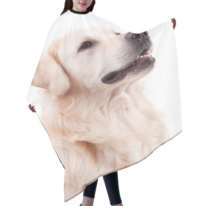 Personality  Golden Retriever Portrait Hair Cutting Cape