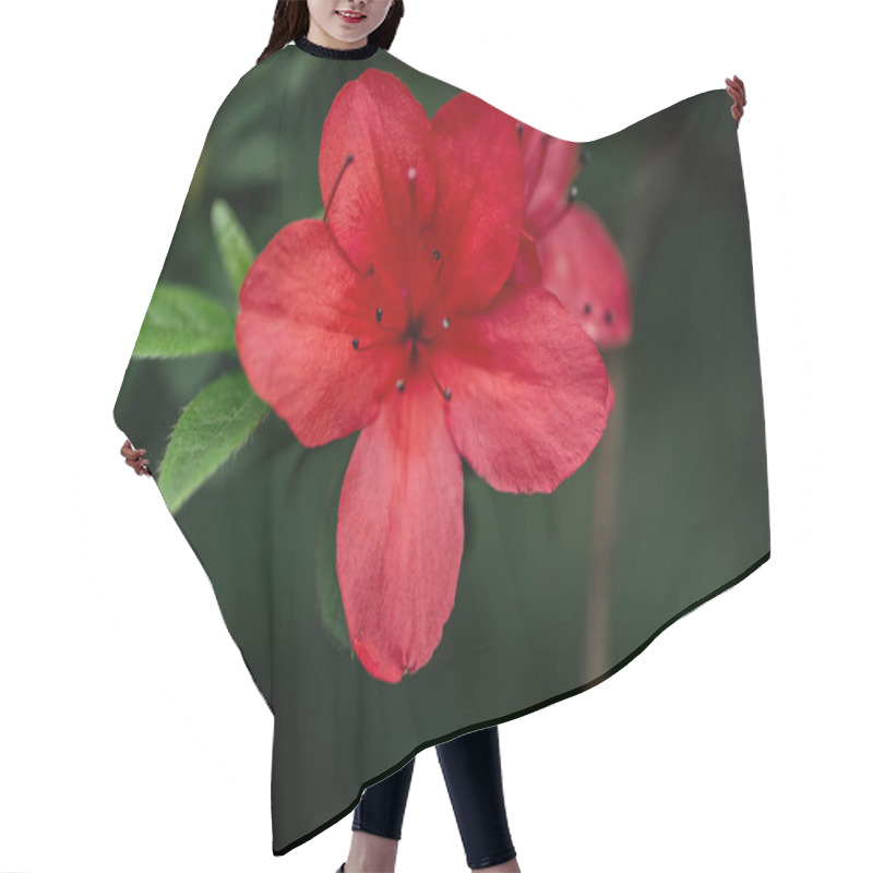 Personality  Close Up View Of Red Blossoming Flowers With Petals And Green Leaves Hair Cutting Cape