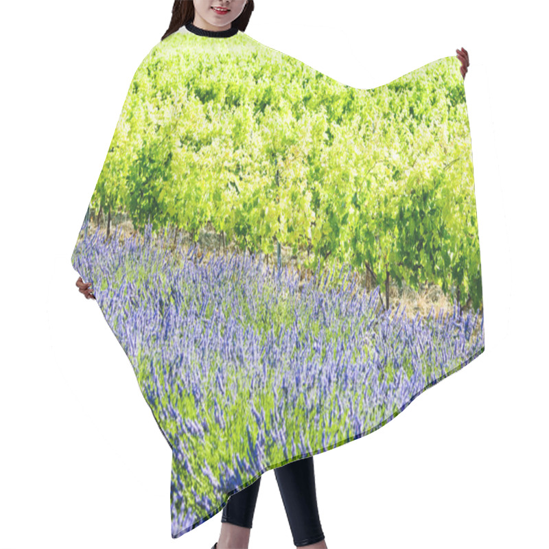 Personality  Lavender Field With Vineyard, Drome Department, Rhone-Alpes, Fra Hair Cutting Cape