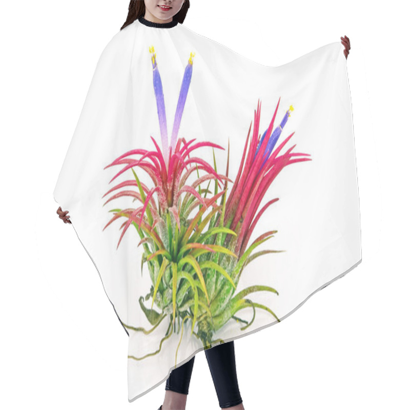 Personality  Tillandsia On White Background. Hair Cutting Cape