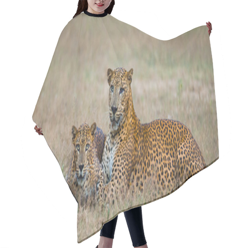 Personality  Pantheras Pardus Kotiya Hair Cutting Cape