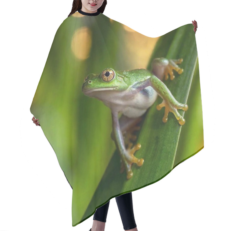 Personality  Macro Shot Of A Green Frog In A Misty Rainforest Setting Hair Cutting Cape