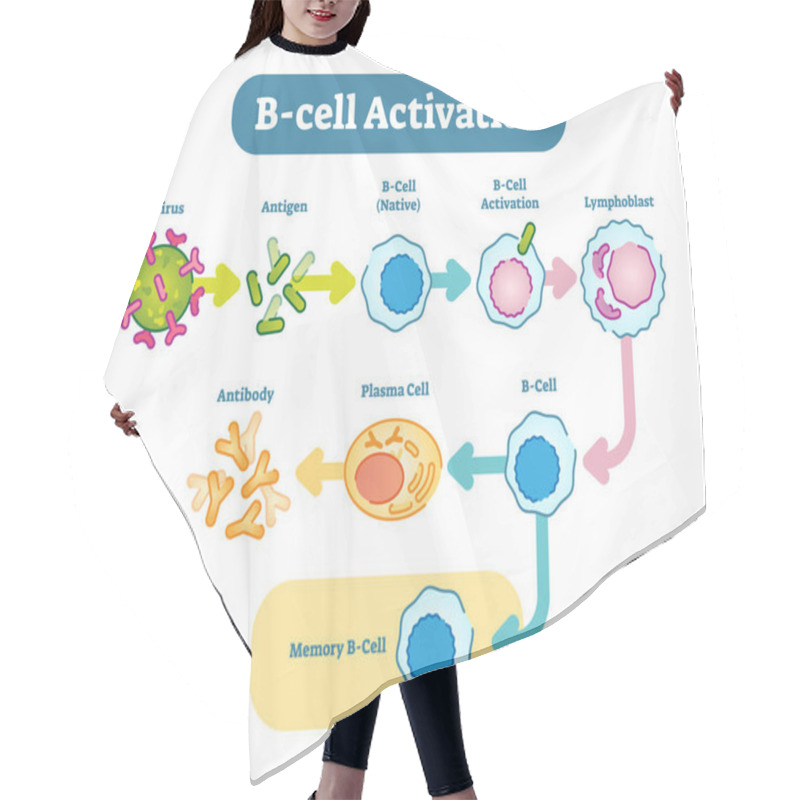 Personality  B-Cell Activation Diagram, Vector Scheme Illustration. Hair Cutting Cape