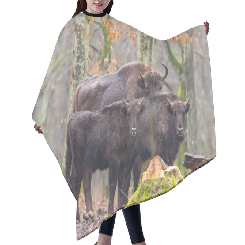 Personality  European Bison(Bison Bonasus) Herd Hair Cutting Cape