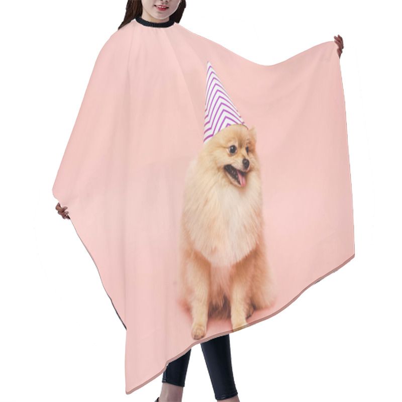 Personality  Pomeranian Spitz Dog Sitting In Party Cone For Birthday On Pink Hair Cutting Cape