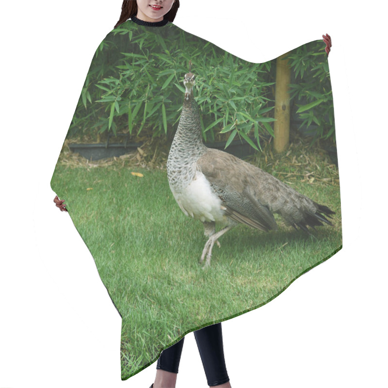 Personality  Peacock Walking On Green Grass In Park Hair Cutting Cape