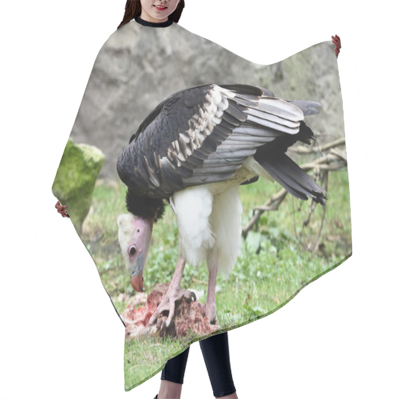 Personality  White-headed Vulture (Trigonoceps Occipitalis) Hair Cutting Cape