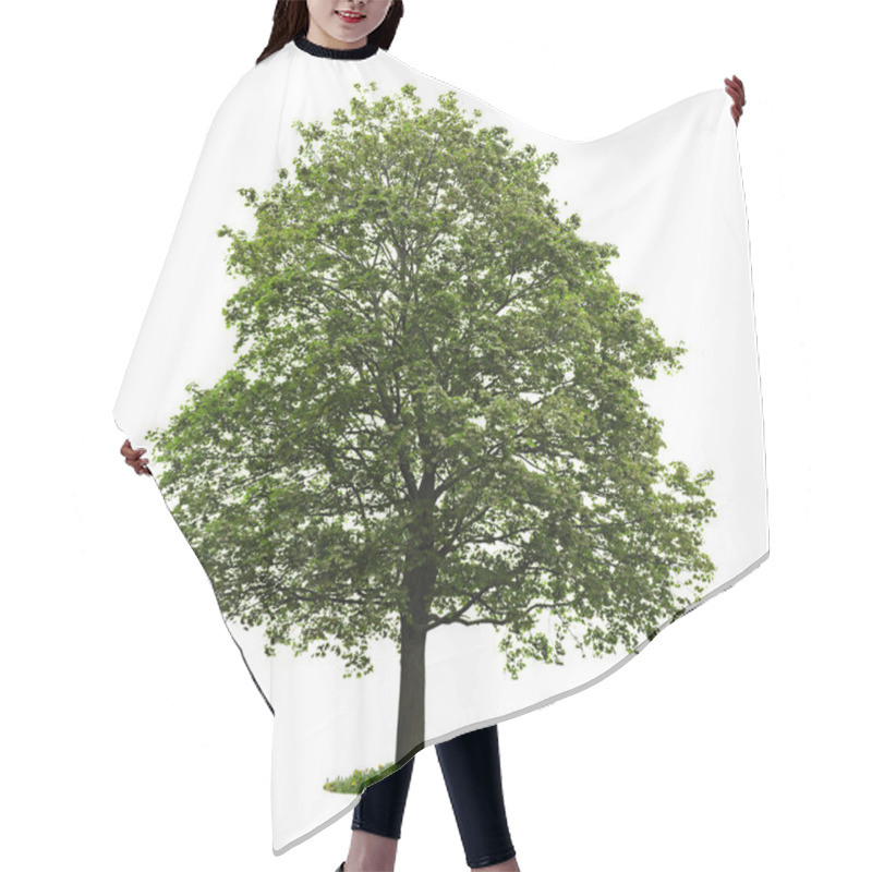 Personality  Isolated Mature Maple Tree Hair Cutting Cape