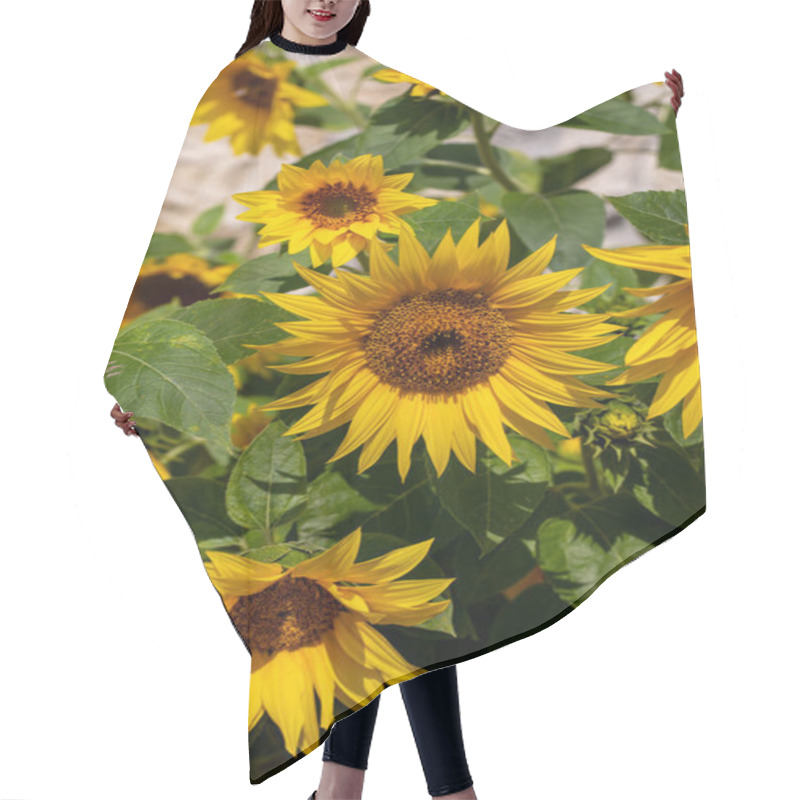 Personality  Blooming Sunflowers Against The Background Of A Limestone Wall Hair Cutting Cape