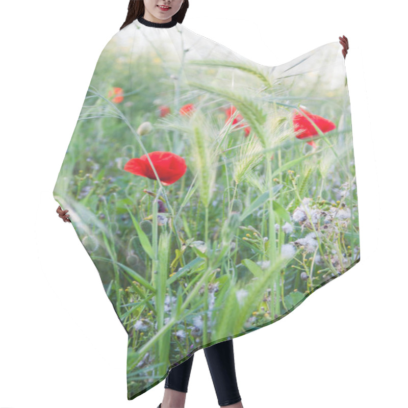 Personality  Red Poppy Flowers In Green Fields In Summer Hair Cutting Cape