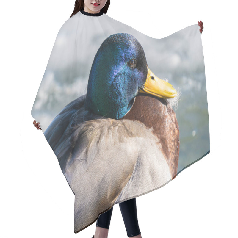 Personality  Mallard Duck Gets A Head Shot On A Sunny Day In Winter Hair Cutting Cape