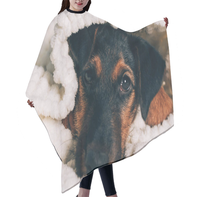 Personality  Dog Breed Yag-terrier On Light Background. A Small Puppy, Pet, Lies In Fluffy Soft Blanket, Hid In Blanket. Hair Cutting Cape