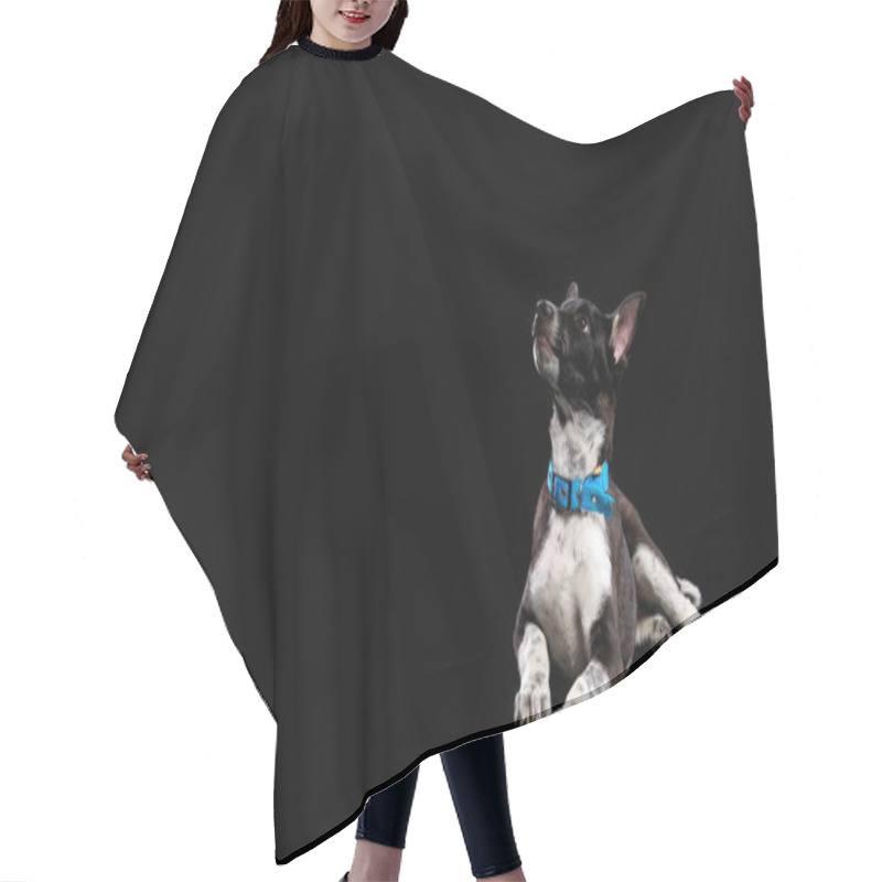 Personality  Pooch Dark Dog With White Paws In Collar Isolated On Black Hair Cutting Cape