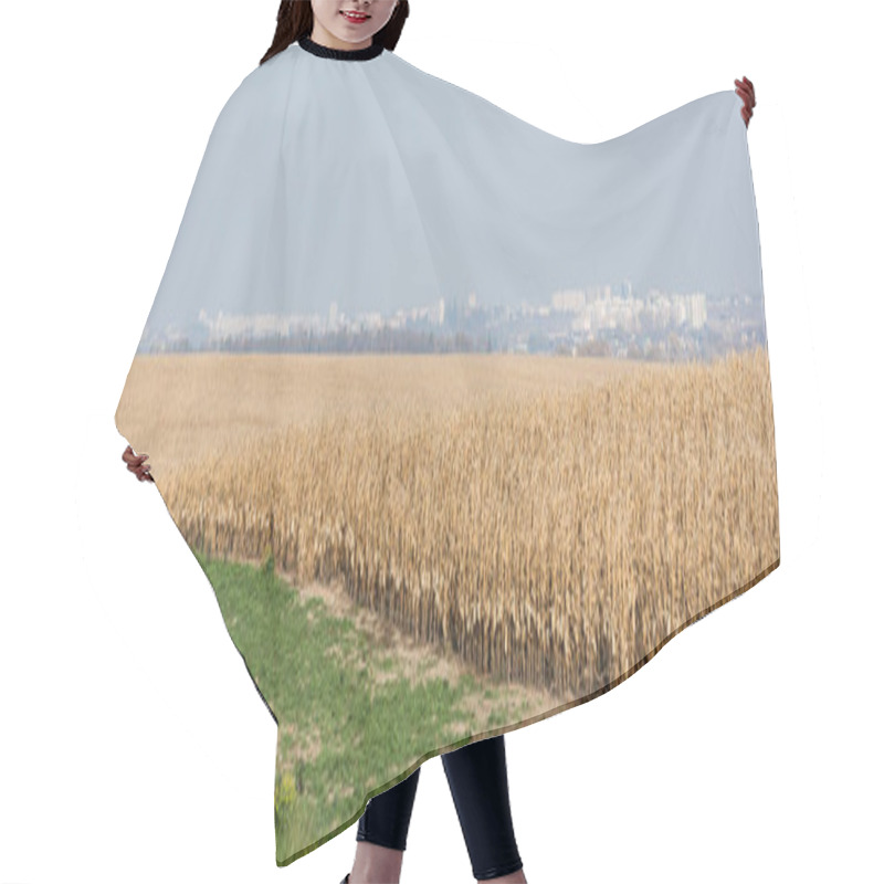 Personality  Horizontal Image Of Golden Rye Field Near Green Grass Against Blue Sky  Hair Cutting Cape