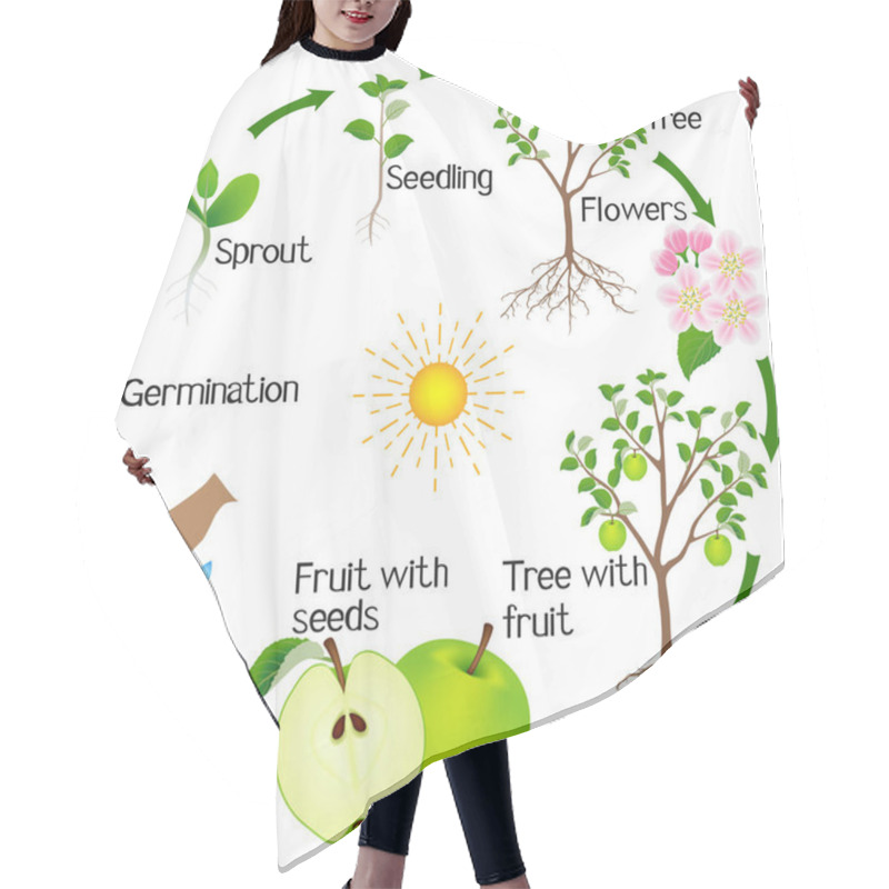 Personality  Apple Tree Life Cycle Isolated On White Background. Hair Cutting Cape