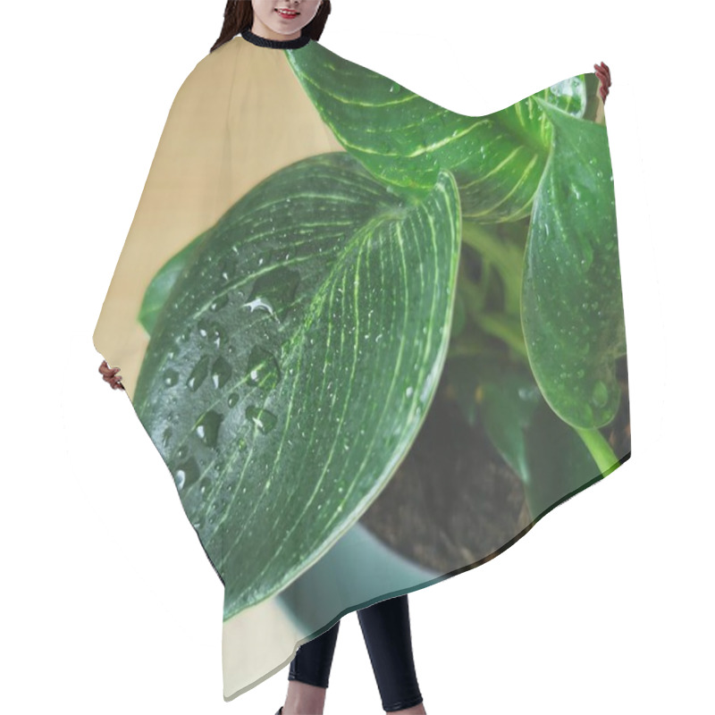 Personality  Gardening, Plants And Nature Concept, Close Up Of Wet Philodendron Flower At Home Garden Hair Cutting Cape