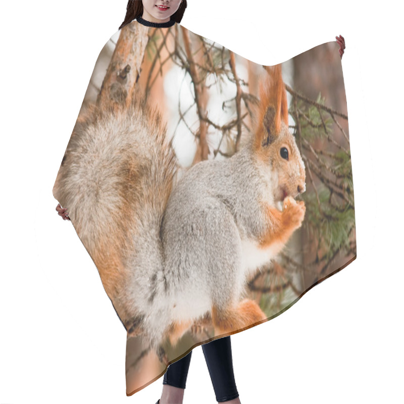 Personality  Squirrel Hair Cutting Cape