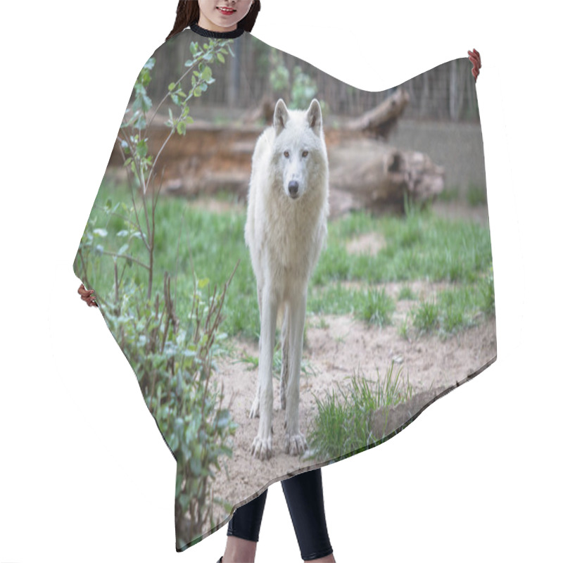 Personality  White Polar Wolf In Zoo Of Berlin Hair Cutting Cape