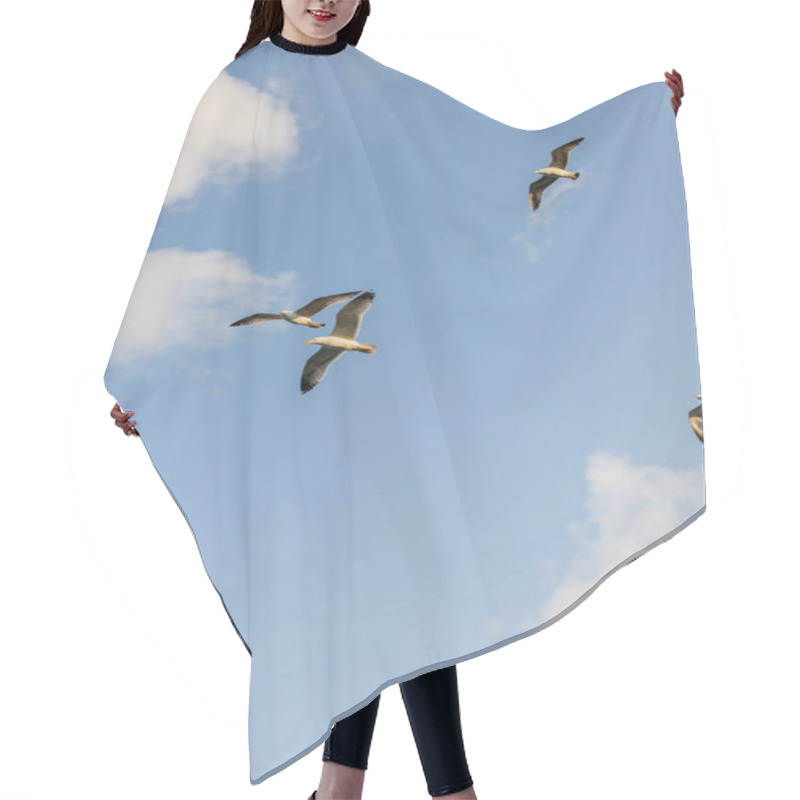 Personality  Bottom View Of Seagulls Flying In Blue Sky With Clouds At Background  Hair Cutting Cape