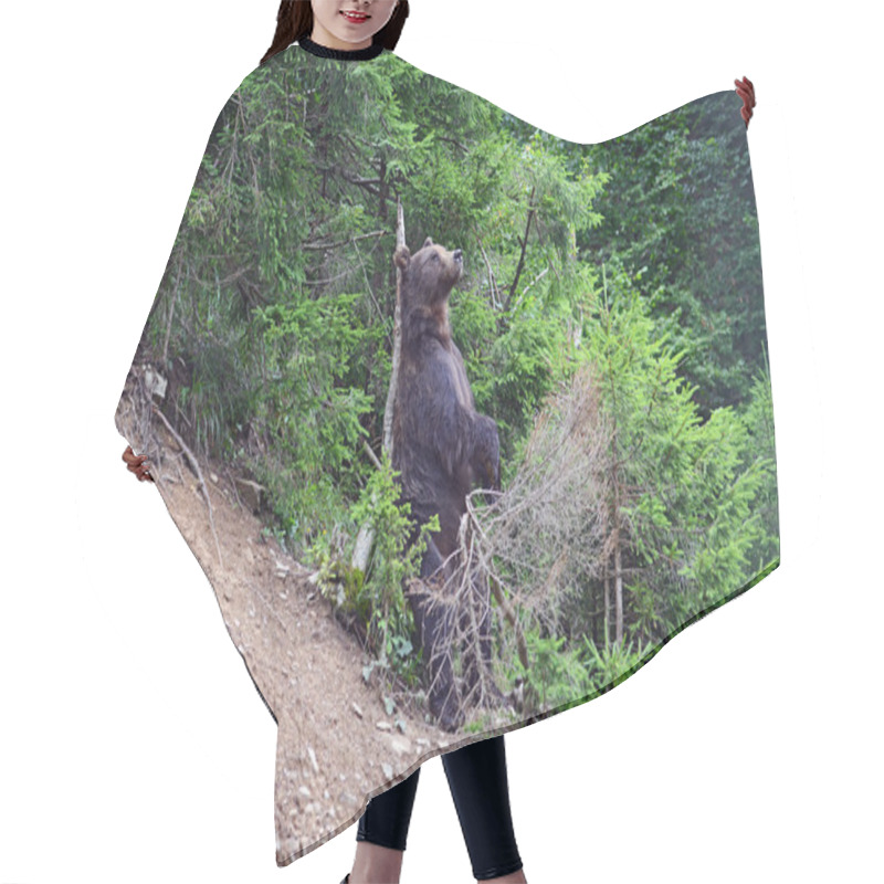 Personality  Brown Bear In The Woods Hair Cutting Cape