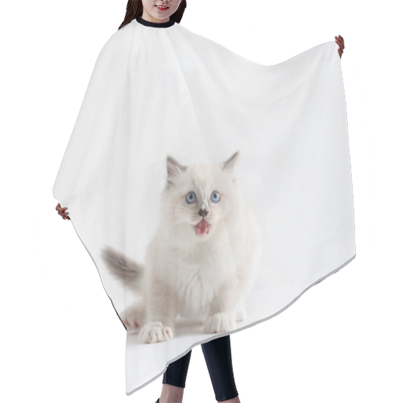 Personality  Ragdoll Cat Kitten Meowing. Portrait On White Background. Pedigree Pet Hair Cutting Cape