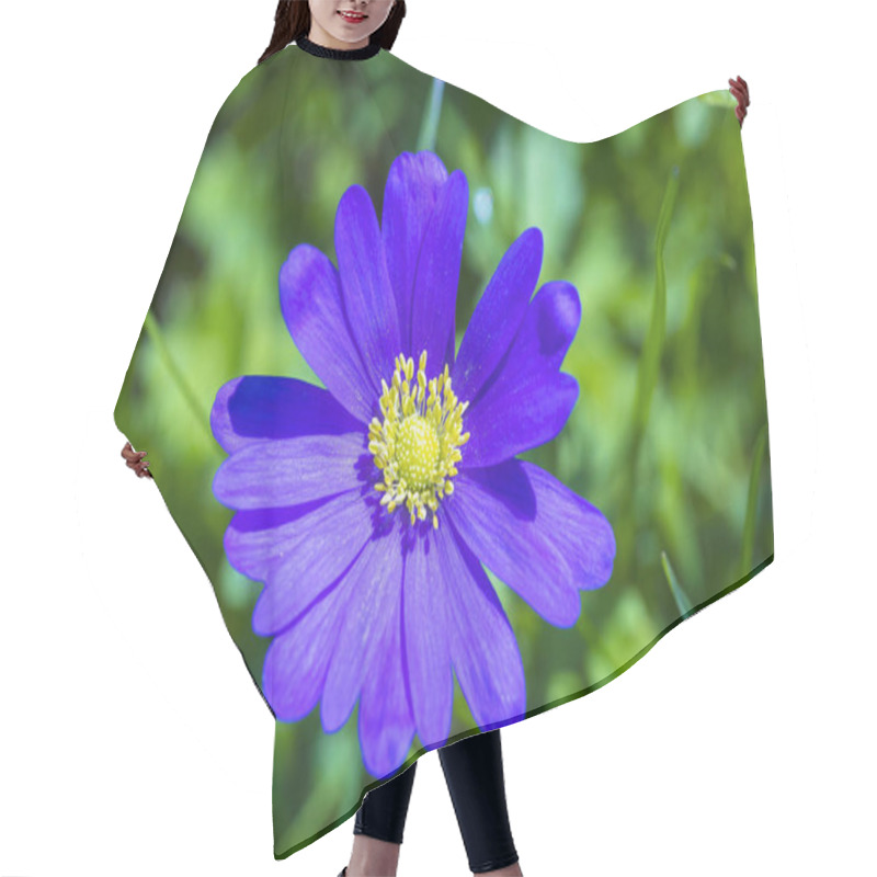 Personality  Anemone Blanda, Balkan Anemone, Grecian Windflower Or Winter Windflower Blooming. An Herbaceous Tuberous Perennial With Purple Blue Flowers Hair Cutting Cape