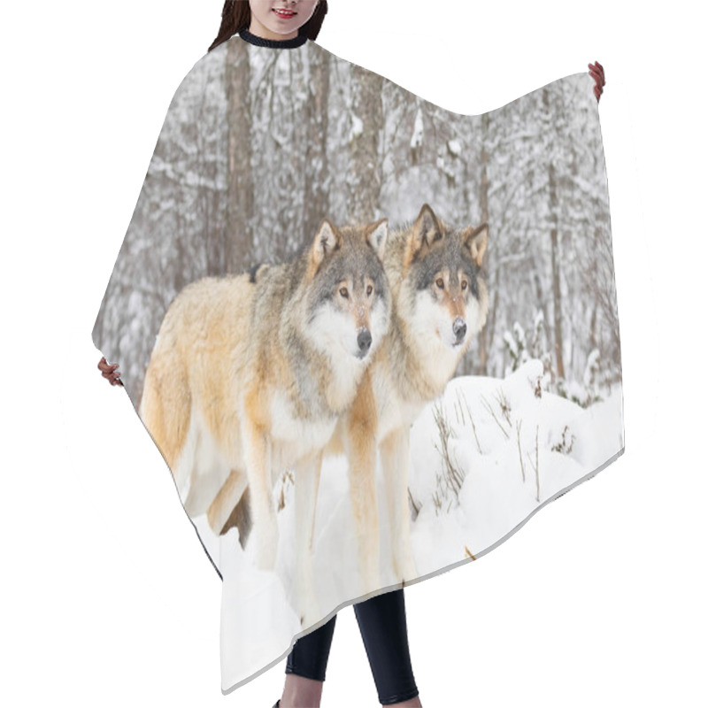 Personality  Two Magnificent Wolves In Wolf Pack In Cold Winter Forest Hair Cutting Cape