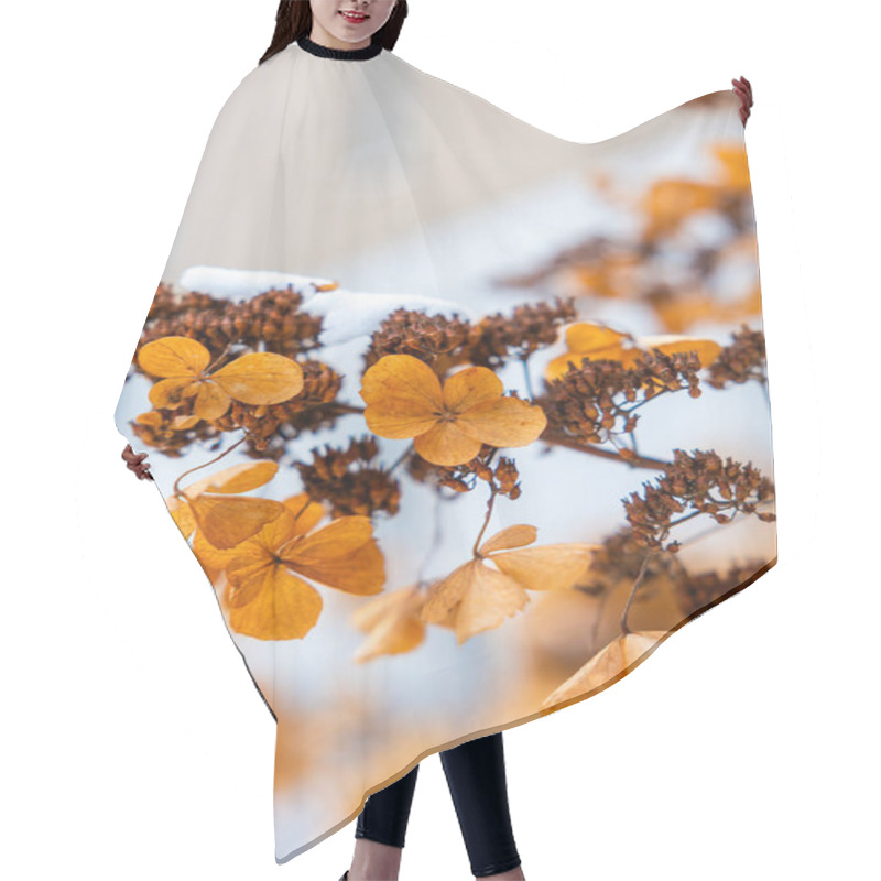 Personality  Dried Hydrangea Flowers Display Warm Orange And Brown Hues, Lightly Dusted With Snow. A Blurred Neutral Toned Background Adds Depth To The Scene. Hair Cutting Cape