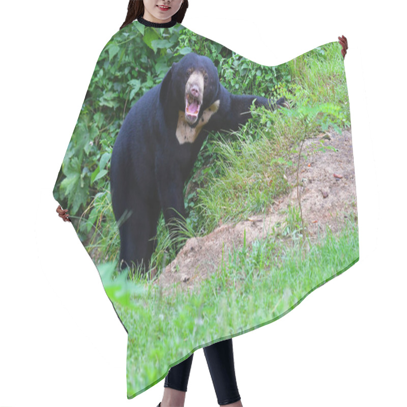 Personality  Malayan Sun Bear Hair Cutting Cape