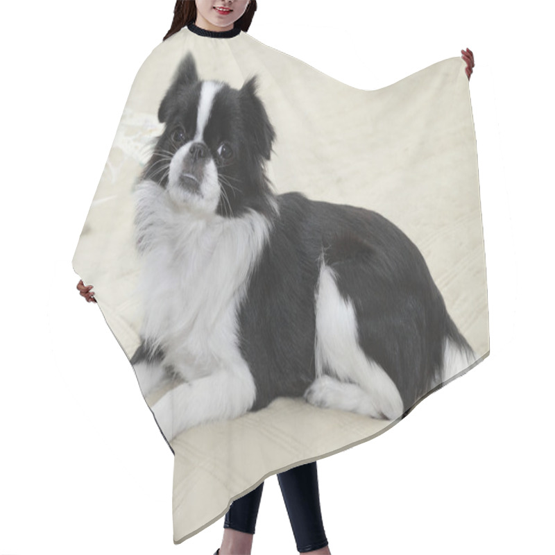 Personality  Japanese Chin - 4 Hair Cutting Cape