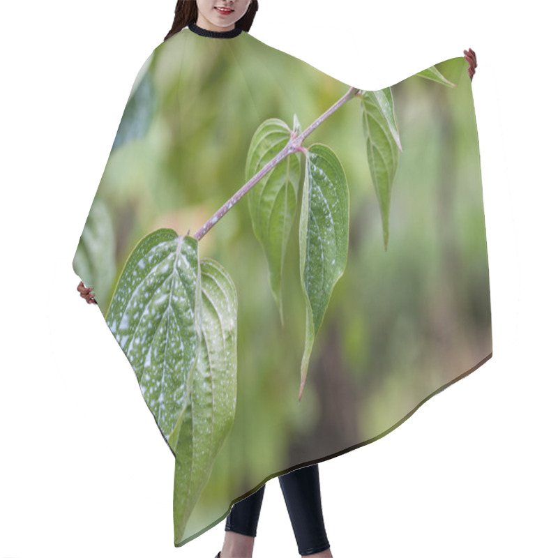 Personality  Leaves Sprayed With Bordeaux Mixture To Combat Mildew Hair Cutting Cape