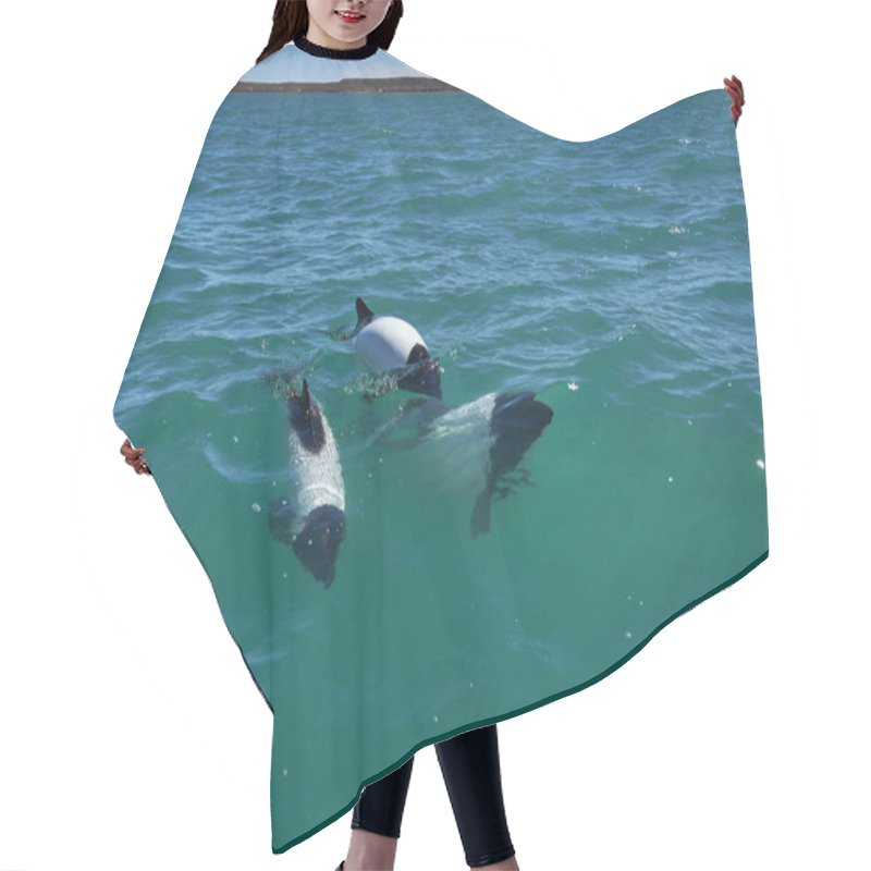 Personality  Black And White Commerson Dolphins Swimming In The Turquoise Water Of The Atlantic Ocean At The Coast Of Patagonia In Argentina, Showing Of Their Blow Hole And Dorsal Fin And Splashing Some Water, Also Known As Panda Dolphin Or Mini Orca Hair Cutting Cape