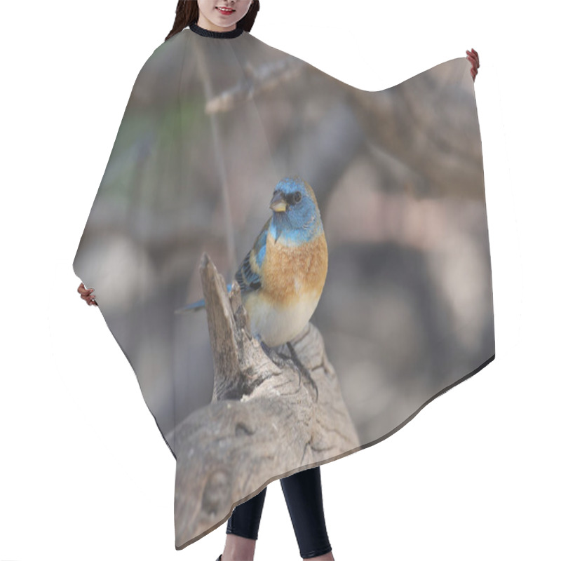 Personality  Lazuli Bunting (male) (passerina Amoena) Hair Cutting Cape