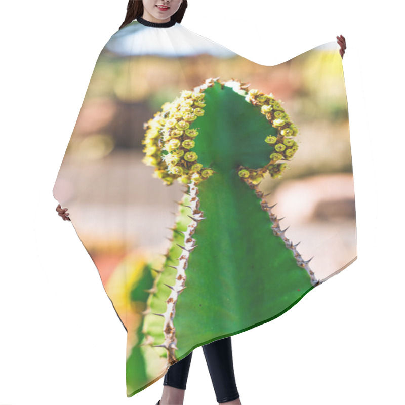 Personality  Flowering Cactus Plant, Lanzarote, Canary Islands Hair Cutting Cape