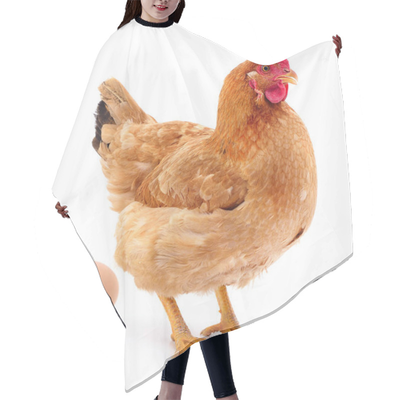 Personality  Brown Hen And Egg. Hair Cutting Cape