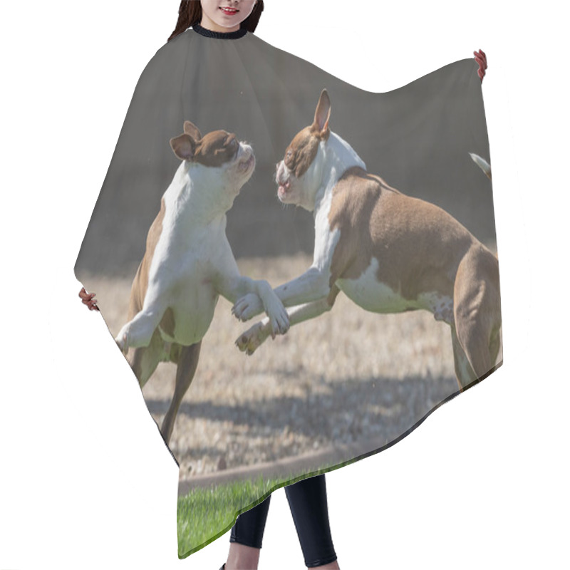 Personality  Two Brown And White Boston Terriers Jumping Up On The Grass And Playing Hair Cutting Cape