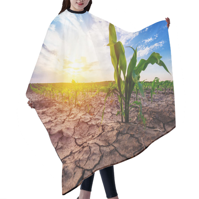 Personality  Young Corn Growing In Dry Environment Hair Cutting Cape