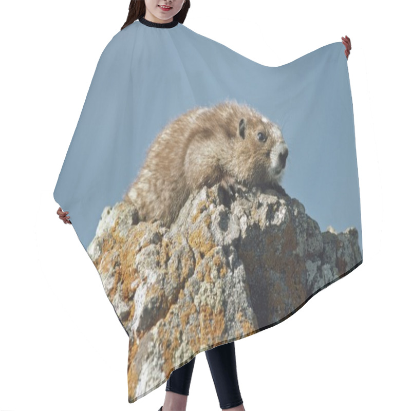 Personality  Olympic Marmot (Marmota Olympus) Hair Cutting Cape