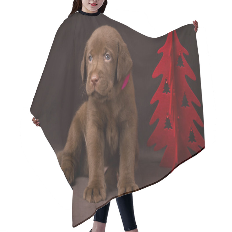 Personality  Chocolate Labrador Puppy Sitting On Brown Background Near The Christmas Tree Hair Cutting Cape